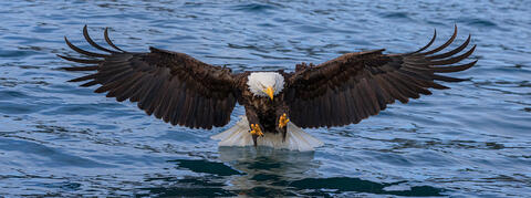 Wildlife